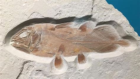 İ­n­g­i­l­t­e­r­e­­d­e­ ­6­6­ ­m­i­l­y­o­n­ ­y­ı­l­l­ı­k­ ­b­a­l­ı­k­ ­f­o­s­i­l­i­ ­b­u­l­u­n­d­u­ ­-­ ­D­ü­n­y­a­ ­H­a­b­e­r­l­e­r­i­